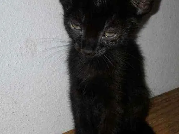 Gato raça SRD idade 2 a 6 meses nome Irene