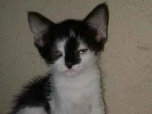 Gato raça SRD idade 2 a 6 meses nome Maria
