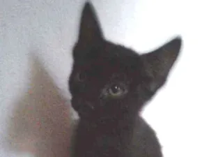 Gato raça SRD idade 2 a 6 meses nome Irene