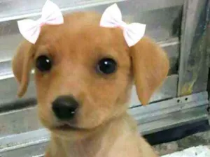 Cachorro raça  idade 2 a 6 meses nome Filhote 