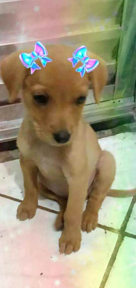 Cachorro raça  idade 2 a 6 meses nome Filhote 