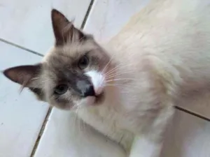 Gato raça Srd idade 7 a 11 meses nome Jamal