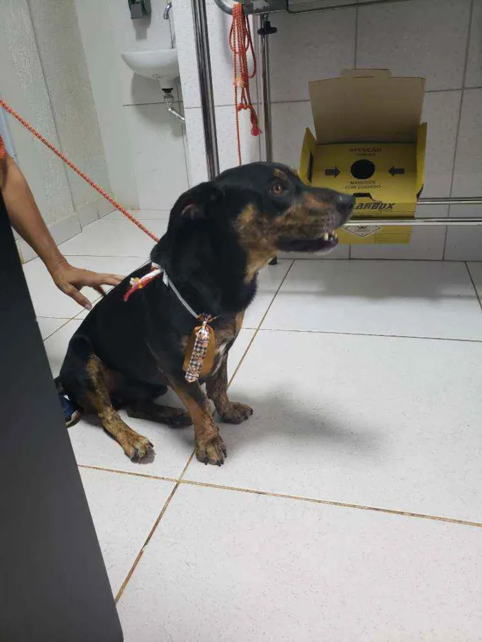 Cachorro ra a SRD idade 2 anos nome Johnny