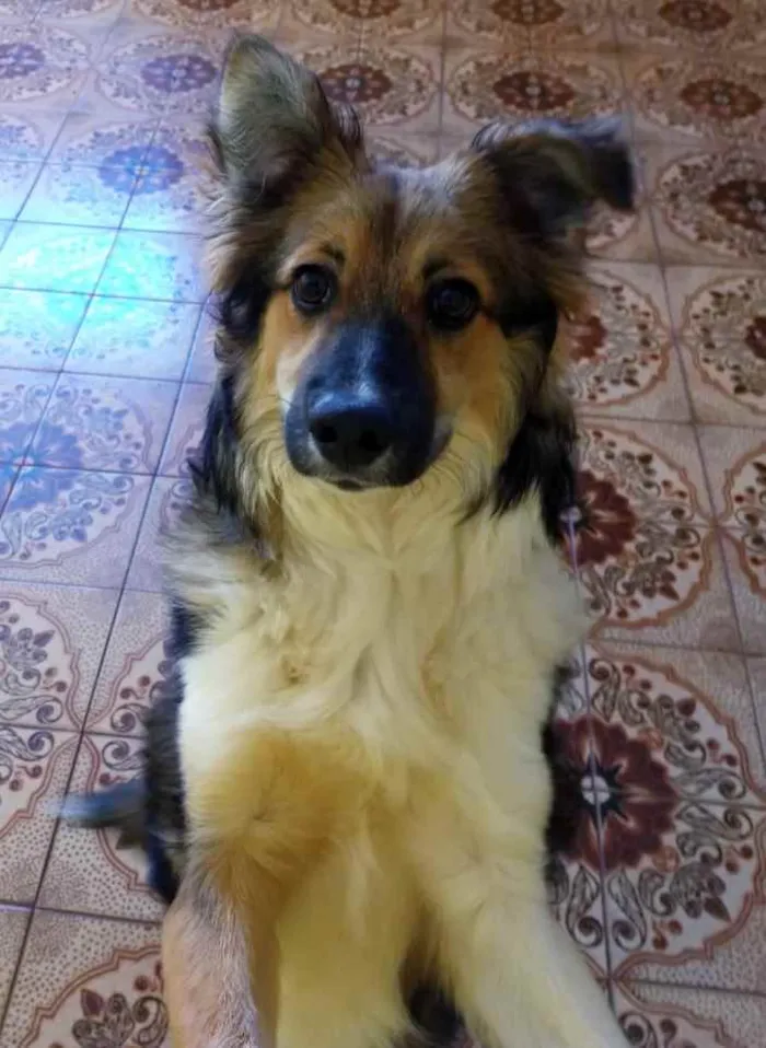 Cachorro ra a SRD idade 1 ano nome Bingo