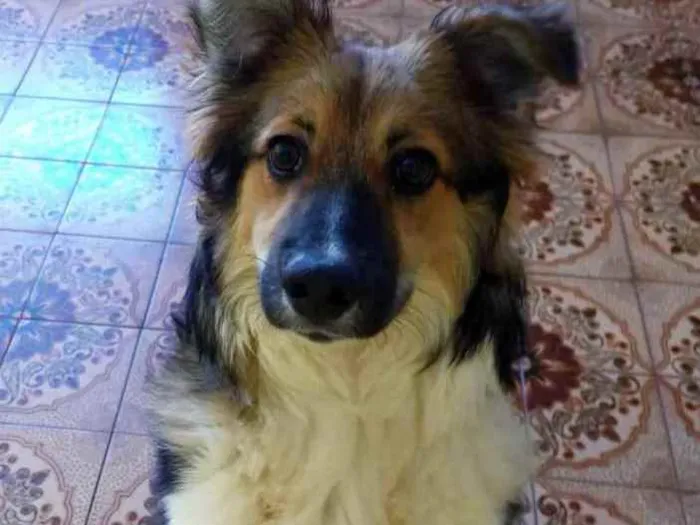 Cachorro ra a SRD idade 1 ano nome Bingo