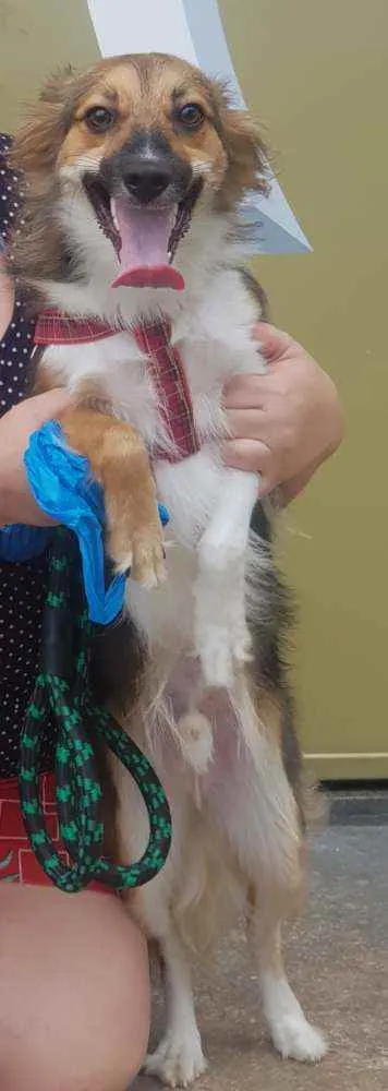 Cachorro ra a SRD idade 1 ano nome Bingo