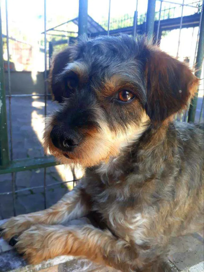 Cachorro ra a Vira-Lata idade 2 anos nome Tedy