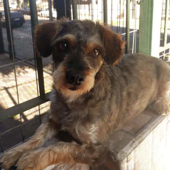 Cachorro ra a Vira-Lata idade 2 anos nome Tedy
