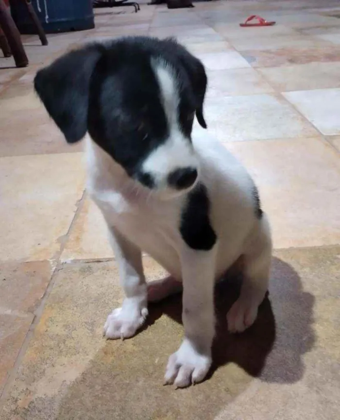 Cachorro ra a Srd idade Abaixo de 2 meses nome Doroth