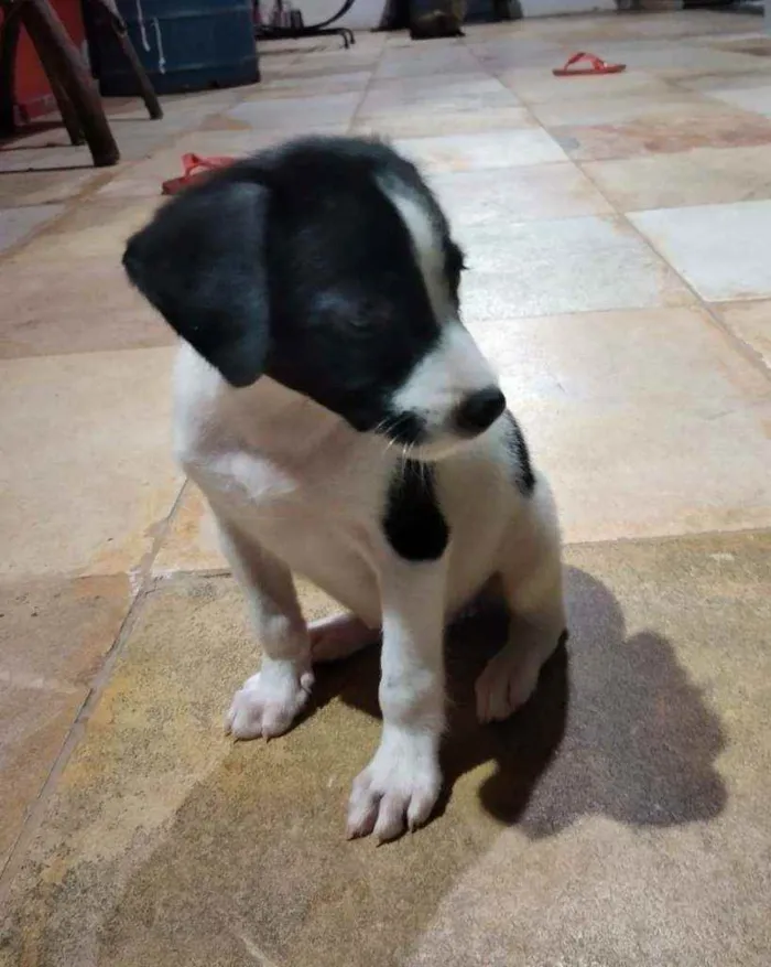 Cachorro ra a Srd idade Abaixo de 2 meses nome Doroth