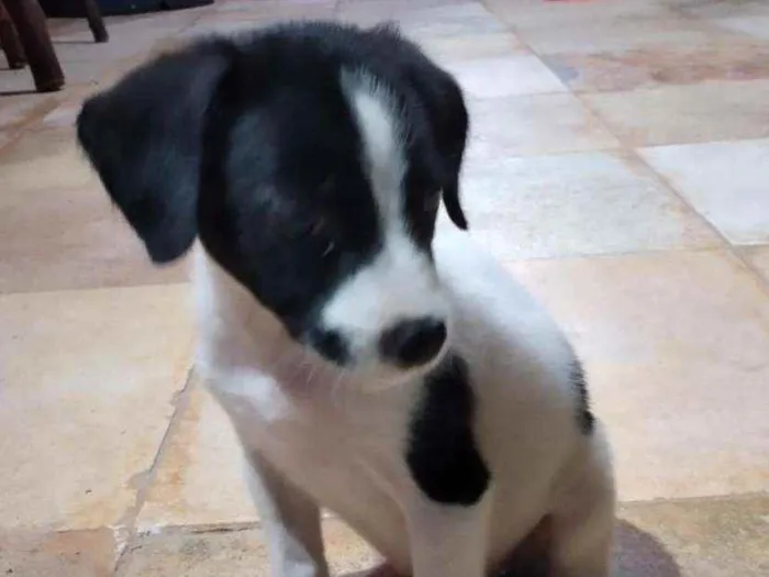 Cachorro ra a Srd idade Abaixo de 2 meses nome Doroth