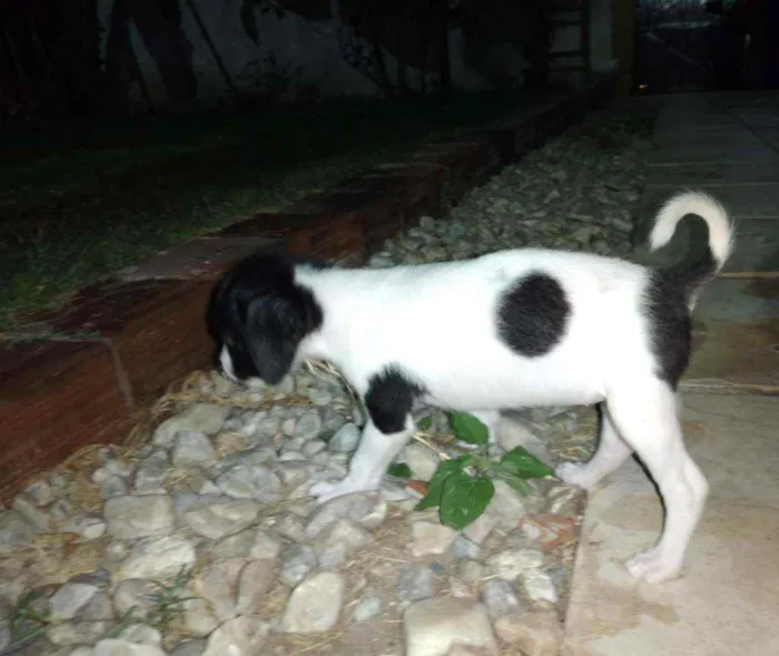 Cachorro ra a Srd idade Abaixo de 2 meses nome Doroth