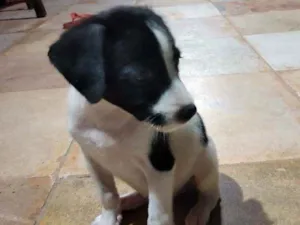 Cachorro raça Srd idade Abaixo de 2 meses nome Doroth
