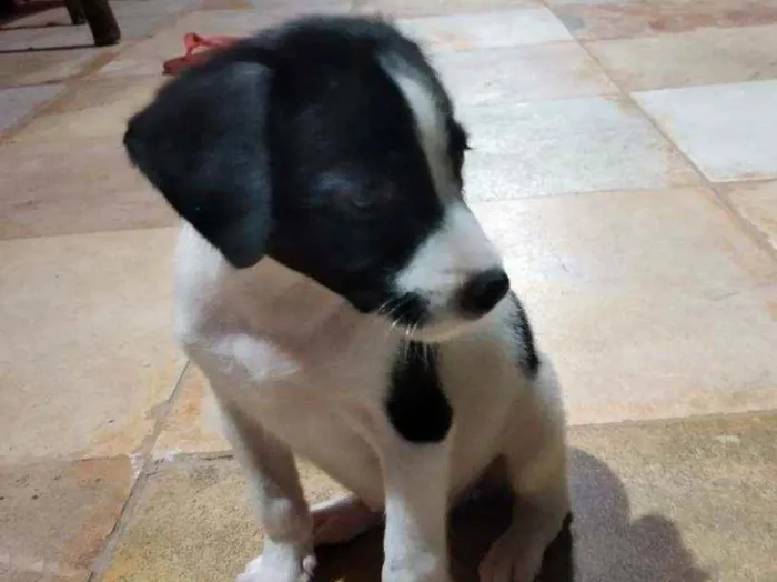 Cachorro ra a Srd idade Abaixo de 2 meses nome Doroth