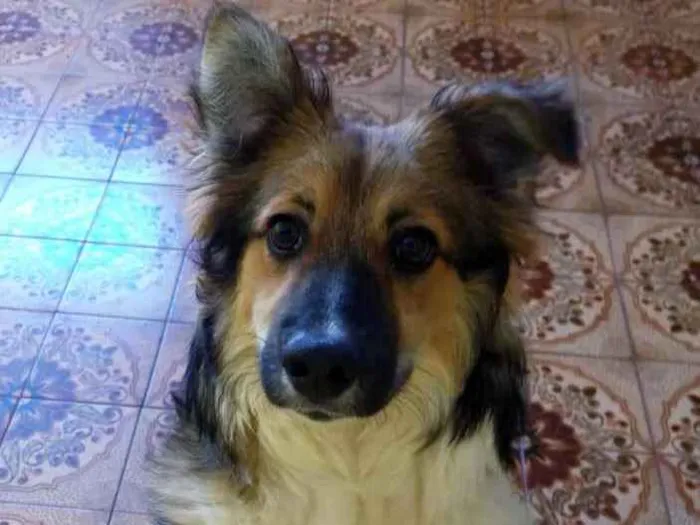 Cachorro ra a SRD idade 1 ano nome Bingo