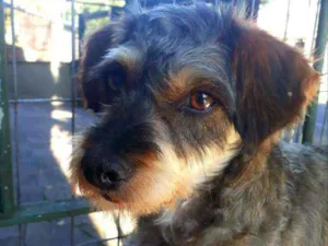 Cachorro raça Vira-Lata idade 2 anos nome Tedy