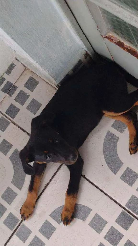 Cachorro ra a Mestiça de rottweiler idade 2 a 6 meses nome Mel