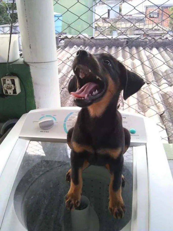 Cachorro ra a Mestiça de rottweiler idade 2 a 6 meses nome Mel