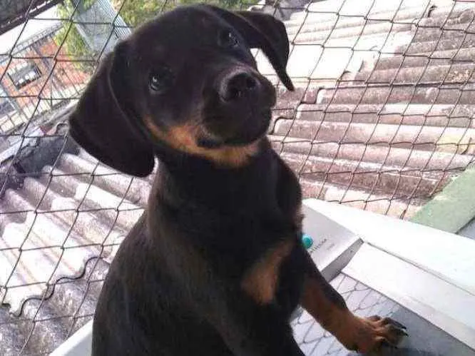 Cachorro ra a Mestiça de rottweiler idade 2 a 6 meses nome Mel