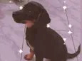 Mel