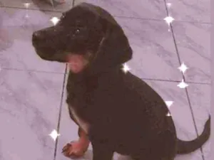 Cachorro raça Mestiça de rottweiler idade 2 a 6 meses nome Mel