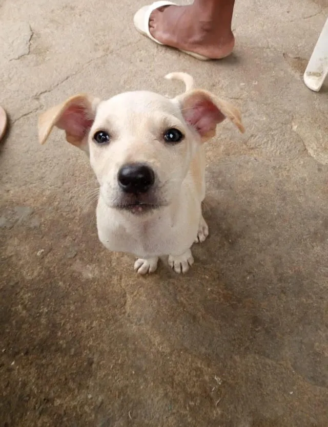 Cachorro raça SRD-ViraLata idade 2 a 6 meses nome BB ANITTA