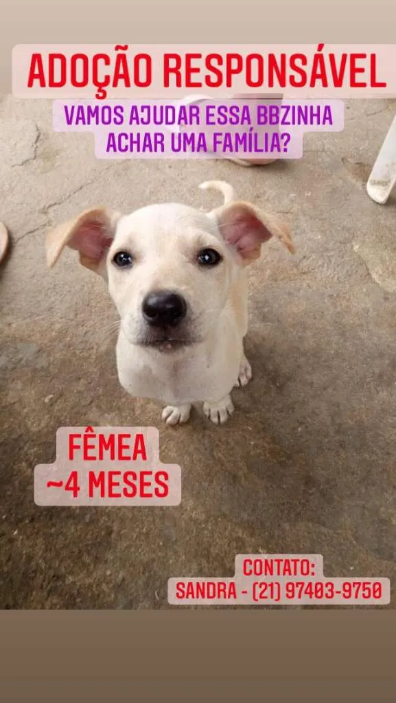 Cachorro raça SRD-ViraLata idade 2 a 6 meses nome BB ANITTA