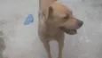 Dora