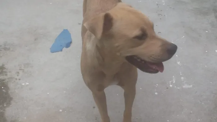 Cachorro raça misturada idade 1 ano nome Dora