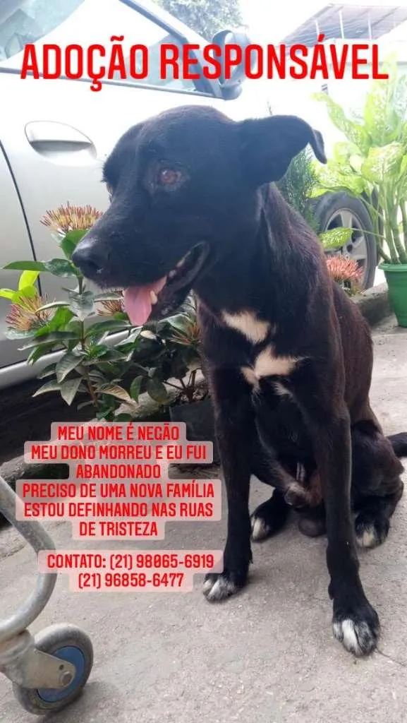 Cachorro raça SRD-ViraLata idade 5 anos nome NEGÃO