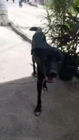 NEGÃO