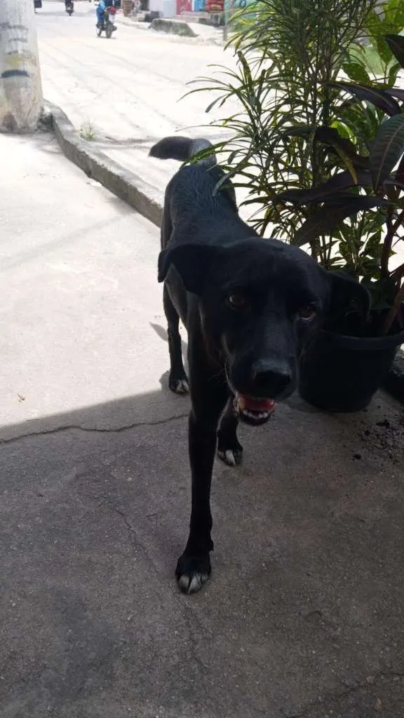 Cachorro raça SRD-ViraLata idade 5 anos nome NEGÃO