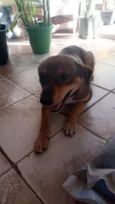 LAURINHA