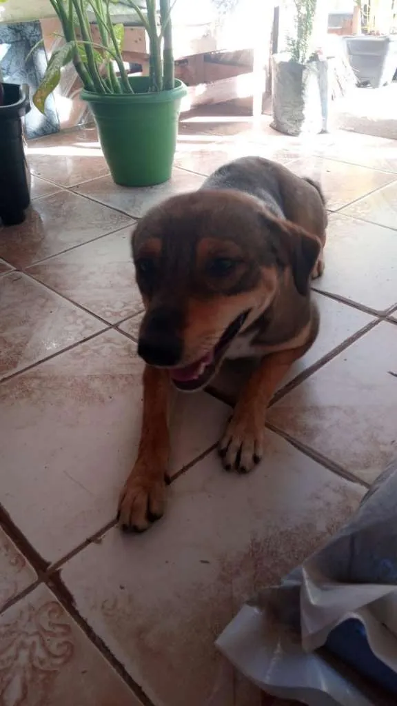 Cachorro raça SRD-ViraLata idade 2 anos nome LAURINHA