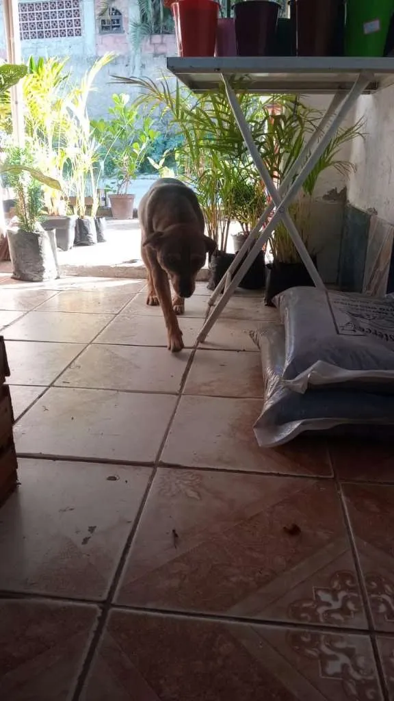 Cachorro raça SRD-ViraLata idade 2 anos nome LAURINHA