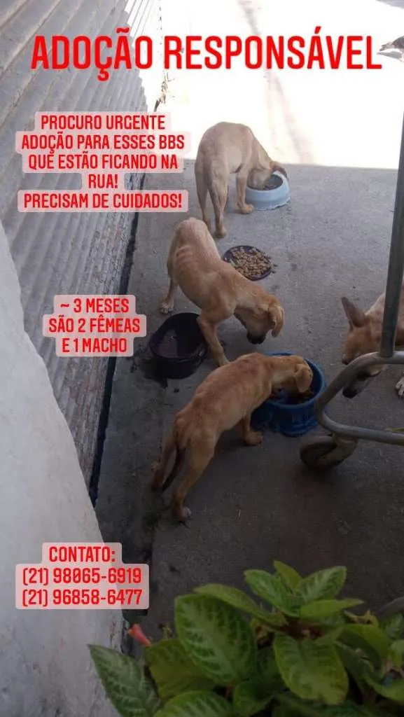 Cachorro raça SRD-ViraLata idade 2 a 6 meses nome BBS MAGRELINHA