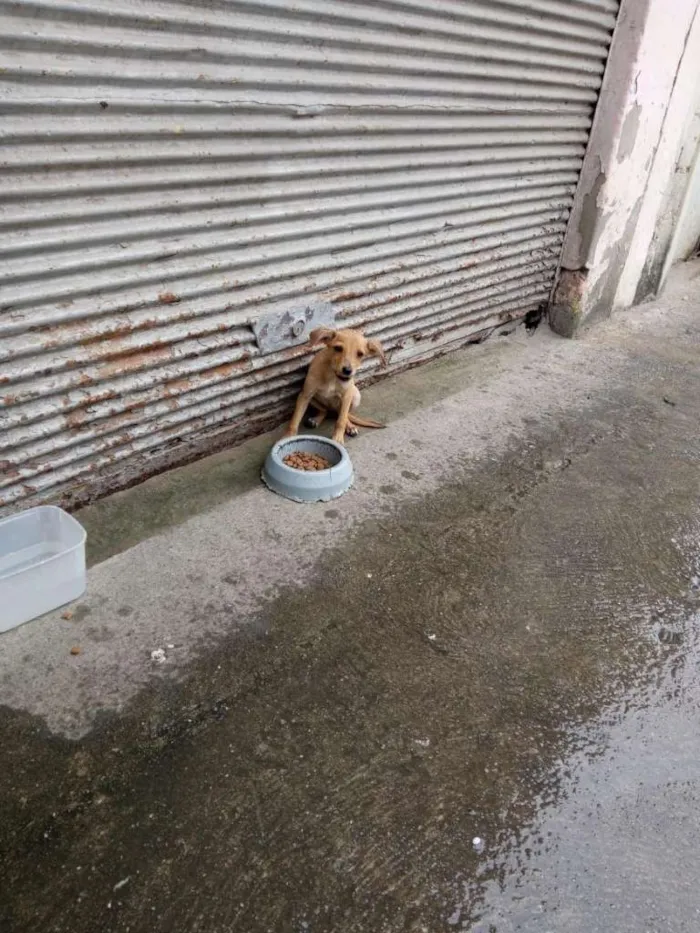 Cachorro raça SRD-ViraLata idade 2 a 6 meses nome BBS MAGRELINHA