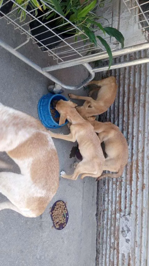 Cachorro raça SRD-ViraLata idade 2 a 6 meses nome BBS MAGRELINHA
