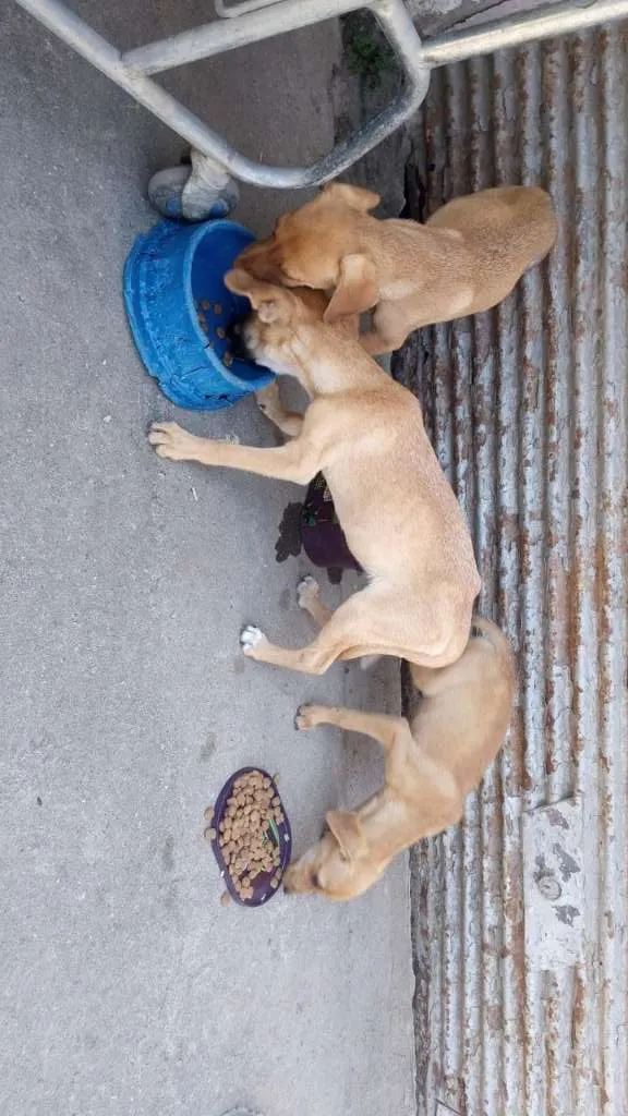 Cachorro raça SRD-ViraLata idade 2 a 6 meses nome BBS MAGRELINHA