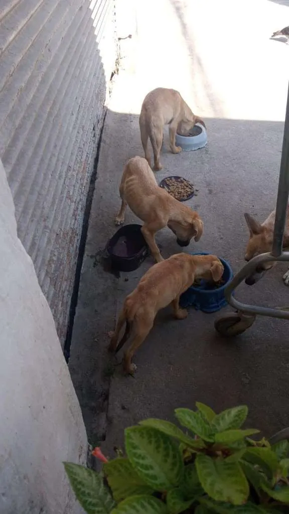 Cachorro raça SRD-ViraLata idade 2 a 6 meses nome BBS MAGRELINHA