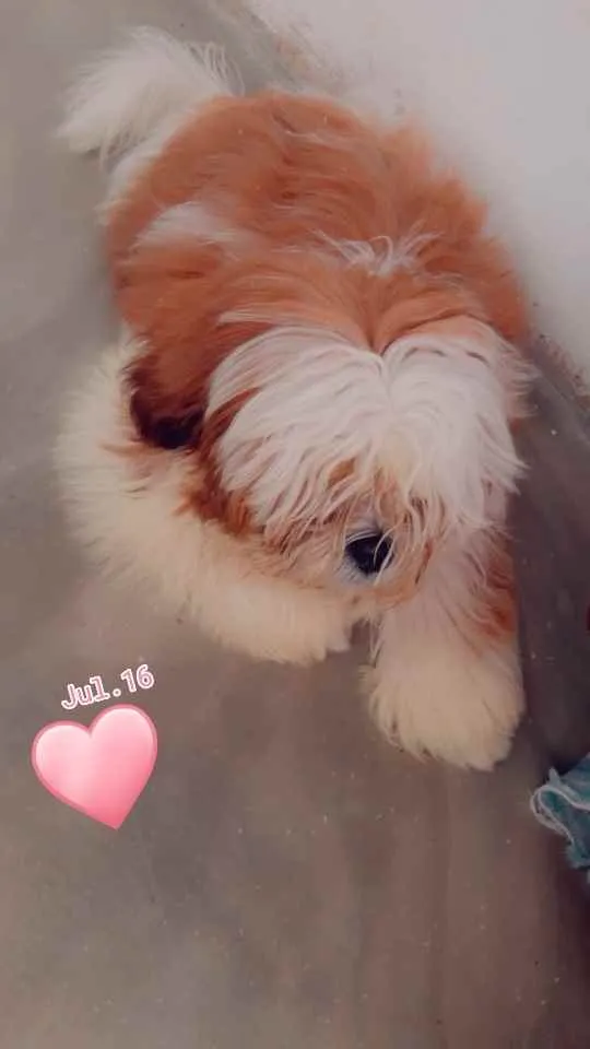 Cachorro raça Shitzu idade 7 a 11 meses nome Billy 