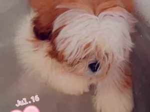 Cachorro raça Shitzu idade 7 a 11 meses nome Billy 