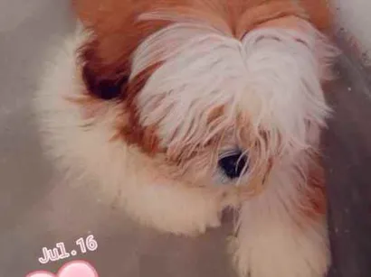Cachorro raça Shitzu idade 7 a 11 meses nome Billy 