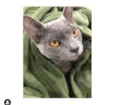 Gato raça Russian blue e angora(vira-lat idade 7 a 11 meses nome Hanna e Luna 