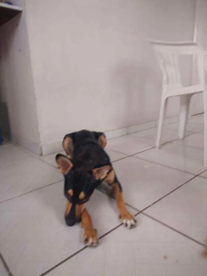 Cachorro ra a Srd idade 7 a 11 meses nome Café