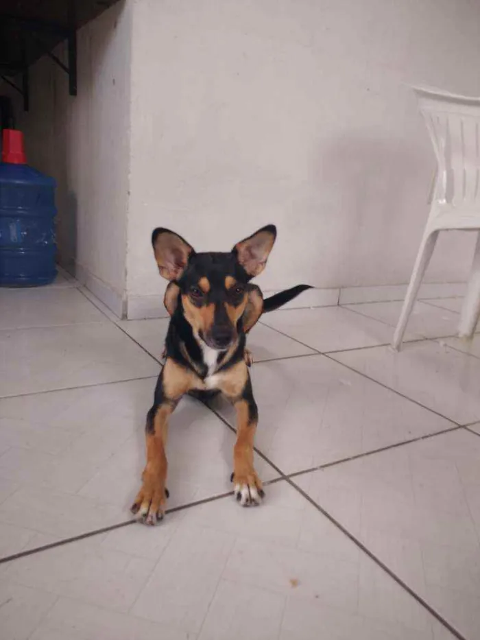 Cachorro ra a Srd idade 7 a 11 meses nome Café