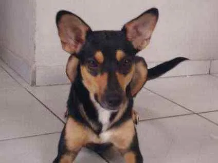 Cachorro ra a Srd idade 7 a 11 meses nome Café