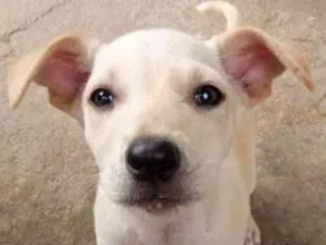Cachorro raça SRD-ViraLata idade 2 a 6 meses nome BB ANITTA