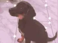 Mel