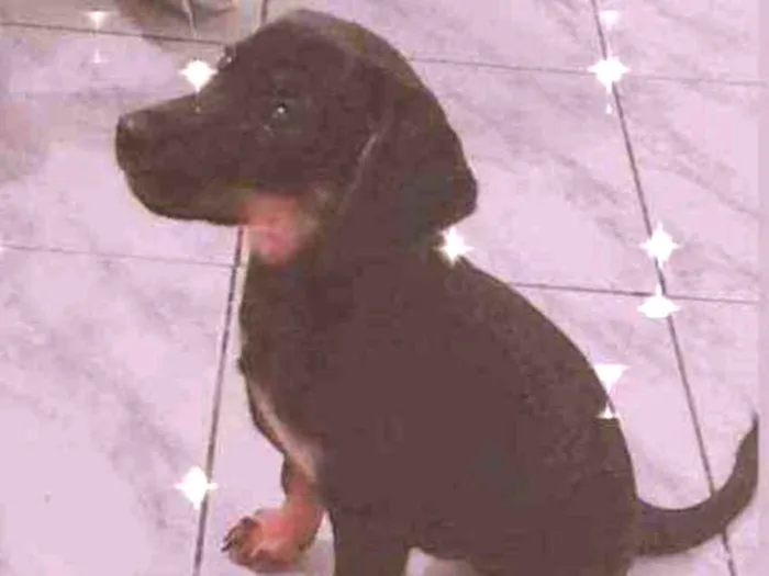 Cachorro ra a Mestiça de rottweiler idade 2 a 6 meses nome Mel